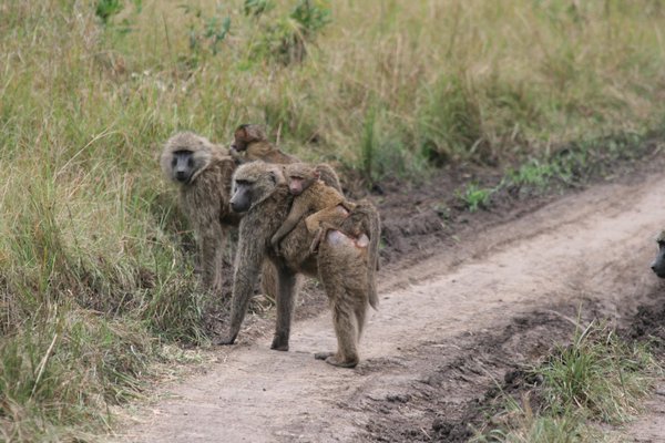 Baboon Safari Holidays - Experience Baboons in their natural surroundings for a perfect Luxury Honeymoon