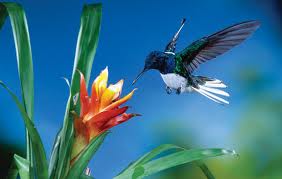 Costa Rica can be included in your Central America Holidays