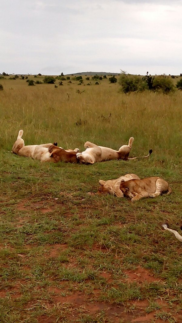 Lion Safari holiday - Experience Lions in their natural surroundings for a perfect Luxury Honeymoon