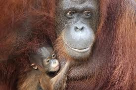 Orangutan Holidays in Borneo. Stay at the 5 star Shangri-La Rasa Ria with it's own Orangutan Sanctuary