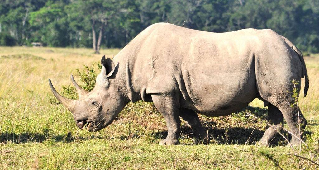 Rhino Safari Holidays - Experience Rhinos in their natural surroundings for a perfect Luxury Honeymoon