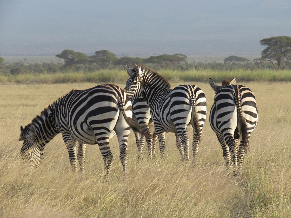 Zebra Safari Holidays - Experience Zebras in their natural surroundings for a special Luxury Holiday